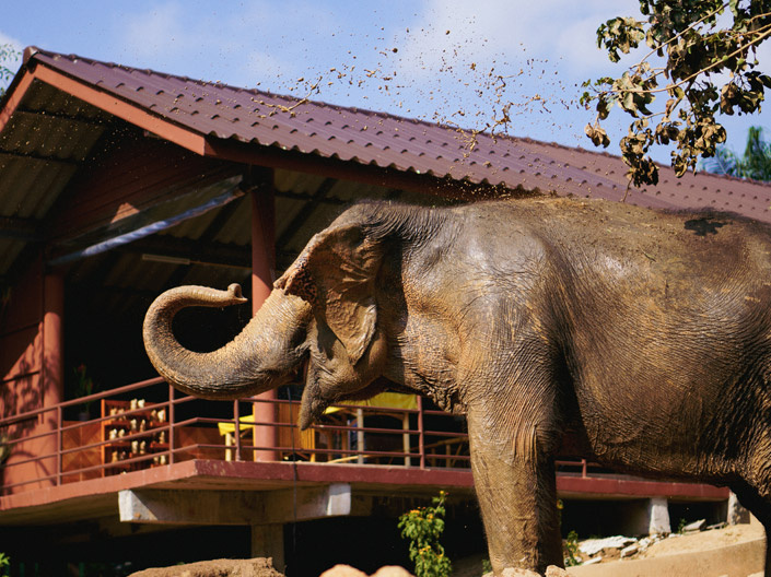 L'éléphant est un symbole national
