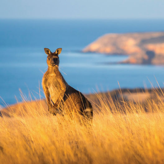 Discover more of Australia
