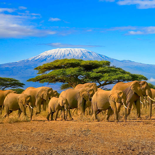 Afrique